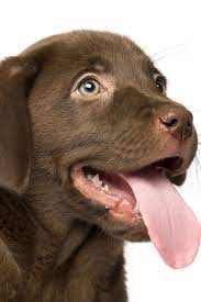 Close Up Of A Labrador Retriever Puppy 2 Months Old Isolated On White Labradorretriever Labrador Retriever Labrador Retriever Funny Labrador