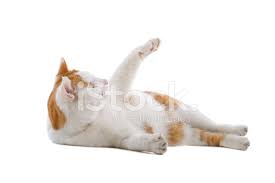 Avrupa Kisa Tuylu Kedi Stok Fotograflari Freeimages Com