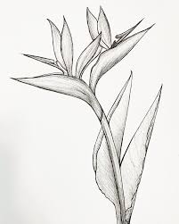 Simple Bird Of Paradise Drawing Tropical Bird Of Paradise Palnt Drawing Fine Line Artwork Tropical Tattoo Botanical Illustration In 2020 Bird Of Paradise Tattoo Paradise Tattoo Birds Of Paradise