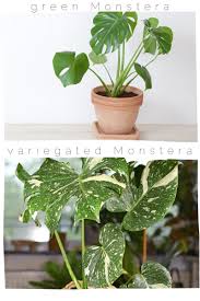 Variegated minima have a pattern block that is inexpressively pleasing because of its neat formation in the foliage. Why Are Variegated Plants So Expensive Planet Houseplant