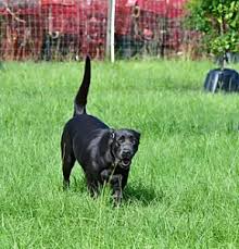 A list of labrador breeders dealing with silver lab puppies for sale in florida may be helpful for you. 11 Best Labrador Breeders In Florida 2021 We Love Doodles