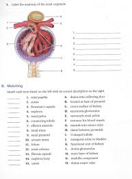 Cross section of renal corpuscle: Solved 3 Label The Anatomy Of The Renal Corpuscle 4 2 3 Chegg Com