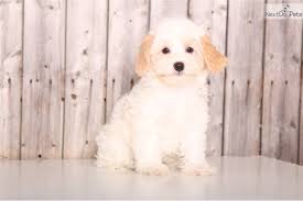 We did not find results for: Havapoo Puppies For Sale From Reputable Dog Breeders