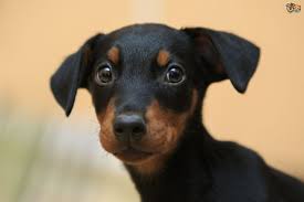 818 dobermans puppies products are offered for sale by suppliers on alibaba.com, of which pet beds & accessories accounts for 1%. Dobermann Dog Breed Facts Highlights Buying Advice Pets4homes