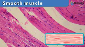 The structure function of muscle cells sciencing. Smooth Muscle Definition And Examples Biology Online Dictionary