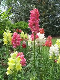 Pin On Snapdragons
