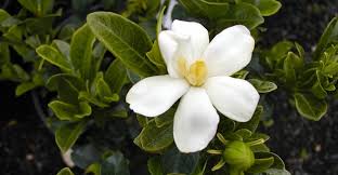 Image result for Gardenia cornuta
