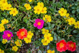 Which is the best flower plant for a beginner? Moss Rose Plant Care Growing Guide