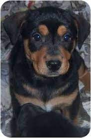 We are located in nottoway county just 45 miles west of richmond, virginia. Richmond Va Labrador Retriever Meet Tania A Pet For Adoption