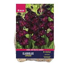 Image result for Gladiolus zambesiacus