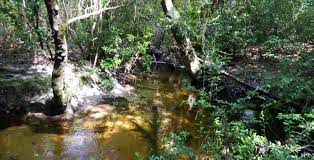 The bienville, the delta, the holly springs, the homochitto, the tombigbee, and the de soto, which has the chickasawhay ranger district and the de soto ranger district. Desoto National Forest