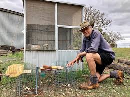 Hundreds of property owners have welcomed back native birds indian myna eradication program. Indian Myna Cane Toad Of The Sky Bundaberg Now