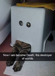 Search, discover and share your favorite funny gifs. 50 Hilarious Cat Posts That You Need To See Right Meow New Pics Bored Panda