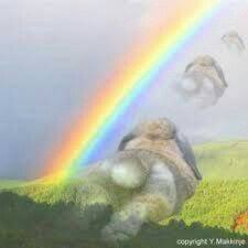 The poems below may help bring comfort to those grieving the loss of a pet. Rabbits Rainbow Bridge Rainbow Bridge Bunny Paws Pet Bunny