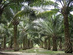 Kelapa Sawit Wikipedia Bahasa Melayu Ensiklopedia Bebas
