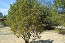 Pin On Garden Plants
