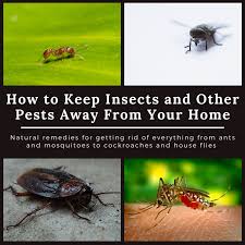 Make your own natural insecticide by mixing 30 drops of clove oil in a quart of water. Home Remedies To Keep Cockroaches Lizards Ants Mosquitoes Bed Bugs And Flies Out Of Your House Dengarden