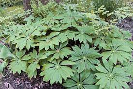 Peltate leaf  botany a peltate leaf is a rounded leaf having its petiole attached to the lower surface of the lamina in the centre rather than to the margin, they have no sinus reaching into the petiole. Peltate Leaf Definition Meaning Leaves Plants Nasturtium