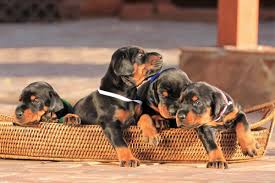 Dogs and puppies cats and kittens horses rabbits birds snakes. Best Doberman Breeders 2021 10 Places To Find Doberman Puppies For Sale