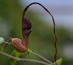 Image result for Aristolochia