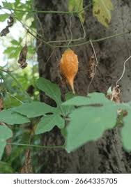 Image result for Momordica balsamina