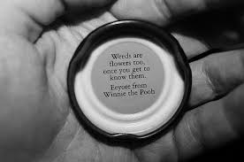 Here are over 130 quotes from winnie the pooh that can be used in any and all parts of your life: Eeyore Quotes Flowers Quotesgram