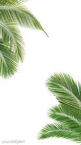 We have an extensive collection of amazing background images carefully chosen by our community. Palm Tree And White Wallpaper Free Download For Iphone Android Or Desktop Background On The Blog Palm Trees Wallpaper Tree Wallpaper Summer Wallpaper