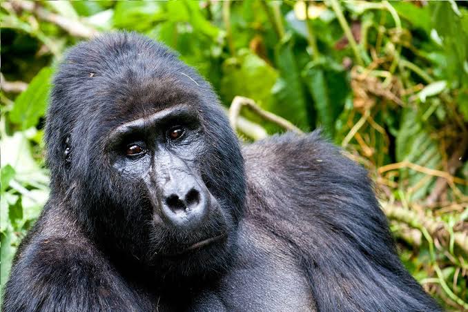 Mountain gorilla trekking experience in Uganda