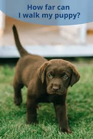 At 2 weeks old, your labrador puppy should be with his mother still, drinking her milk. How Far Can I Walk My Puppy At 8 Weeks 12 Weeks 4 Months