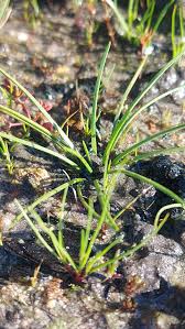 Image result for Isoetes schweinfurthii