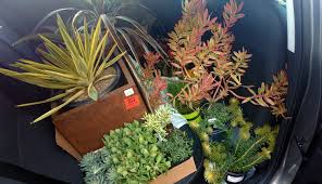 Where to buy christmas cactus? Of Course I M Buying Plants On My Trip
