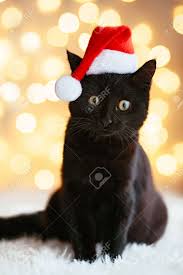 This christmas pet outfit made of quality soft cotton and wool, which is breathable and not irritate the skin, not only. Black Cat In Santa Hat Sitting Over Holiday Lights Pet S Christmas Stock Photo Picture And Royalty Free Image Image 66890061