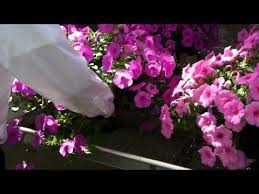 Pin On Flores