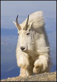 Mountain Goat Animals Wild Animals Pictures Animal Pictures