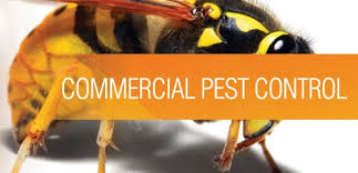 Expert recommended top 3 pest control services in vadodara, gujarat. Vazir Pest Control