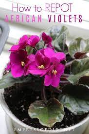 How To Repot African Violets Empress Of Dirt In 2020 African Violets Plants African Violets Violet Plant