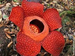 Tropical Rainforest Plants List Information Pictures Facts Endangered Plants Rainforest Plants Rainforest