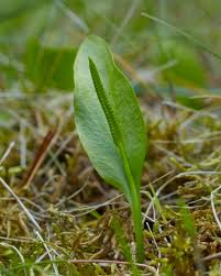 Image result for Ophioglossum vulgatum