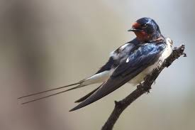 Doch auch in solch ländlichen gebieten finden die schwalben in den oft nach städtischem muster angelegten ziergärten kein baumaterial mehr für ihre nester. Bielefelder Schwalbensommer Nabu Bielefeld