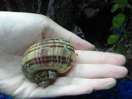 Notice i said they will eat rotting plants. My Biggest Mystery Snail He S Roughly 2 3 Years Old Aquariums