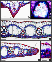 Image result for Cyperus pectinatus