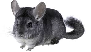 Whereas you and i have only one hair growing out of each hair follicle. Haustier Serie Chinchilla Duda News