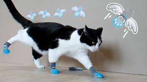 Hot promotions in cat paw socks on aliexpress if you're still in two minds about cat paw socks and are thinking about choosing a similar product, aliexpress is a great place to compare prices and sellers. Flying Socks Youtube