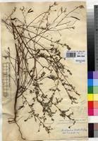 Image result for Indigofera dendroides