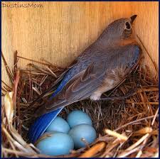 Birds And Their Eggs Pictures Mama Bluebird Her Eggs Pretty Birds Pet Birds Little Birds