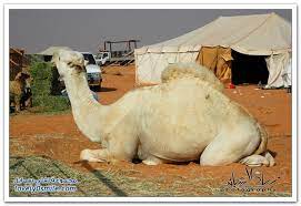 صور مسميات ومصطلحات الإبل عند أهلها لفلي سمايل