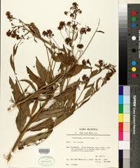 Image result for Sisymbrium burchellii