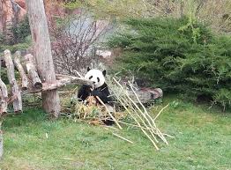 Pourquoi un bebe panda a beauval ravirait tout le monde. Zoo De Beauval Guide De Visite Et Tarifs Senior Vacances