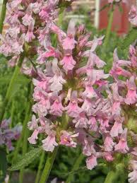 Image result for Stachys