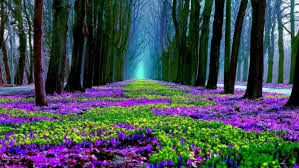 Check spelling or type a new query. Nature Flowers 1366x768 Download Hd Wallpaper Wallpapertip